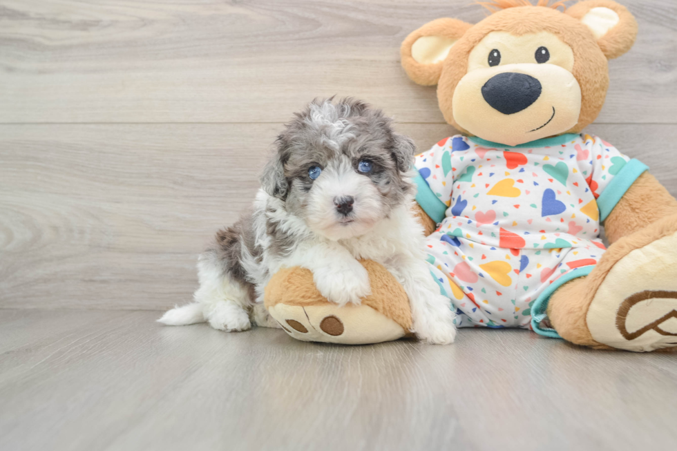 Hypoallergenic Havadoodle Poodle Mix Puppy