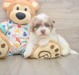 7 week old Havapoo Puppy For Sale - Premier Pups