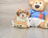 5 week old Havapoo Puppy For Sale - Premier Pups