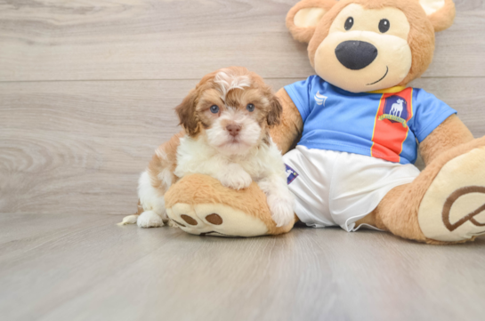 Smart Havapoo Poodle Mix Pup