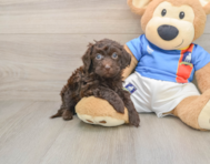 5 week old Havapoo Puppy For Sale - Premier Pups