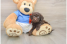 Best Havapoo Baby