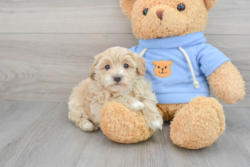 Havapoo Pup Being Cute