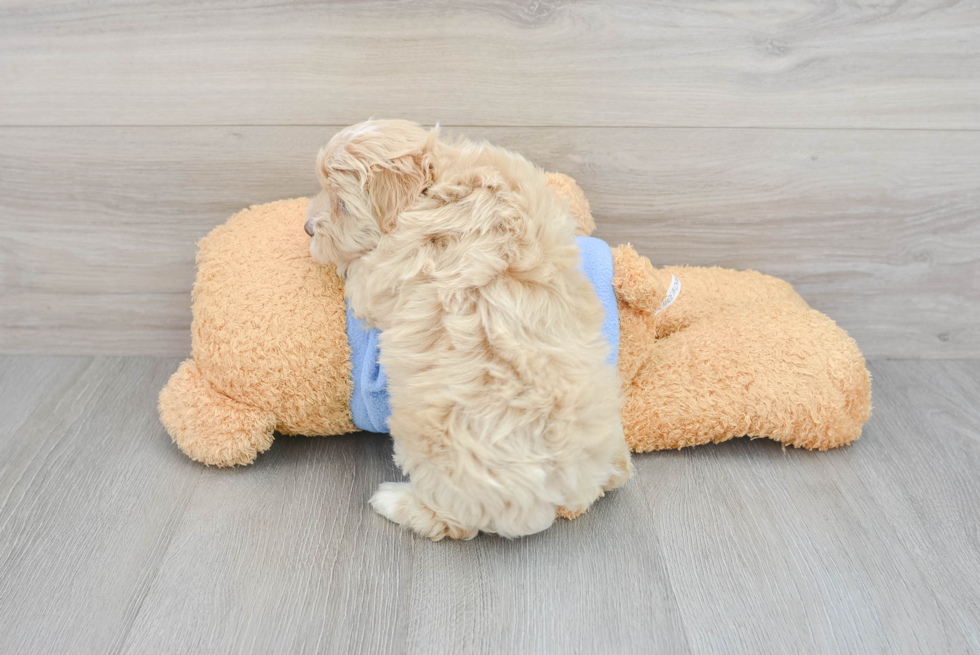 Popular Havapoo Poodle Mix Pup