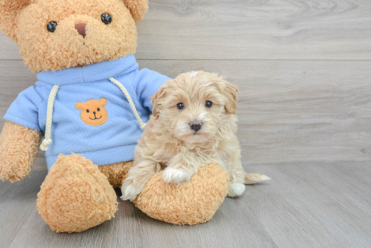 Petite Havapoo Poodle Mix Pup