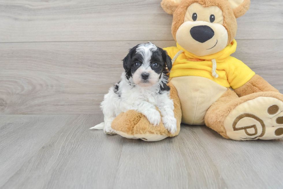 Hypoallergenic Havanese Poodle Mix Puppy