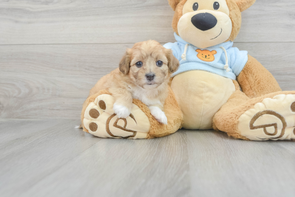 Fluffy Havapoo Poodle Mix Pup