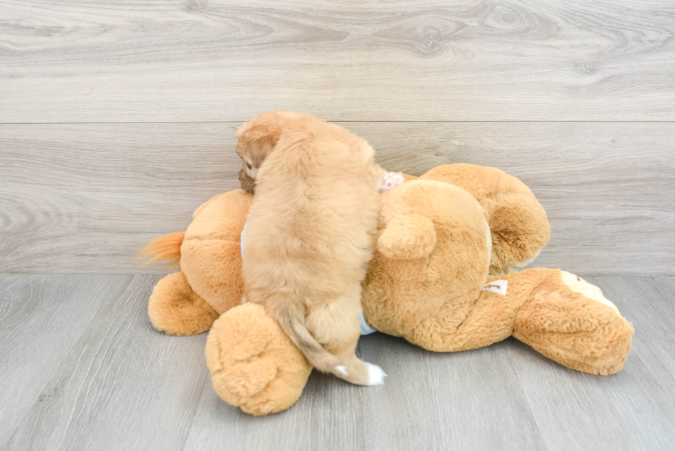 Playful Havanese Poodle Mix Puppy