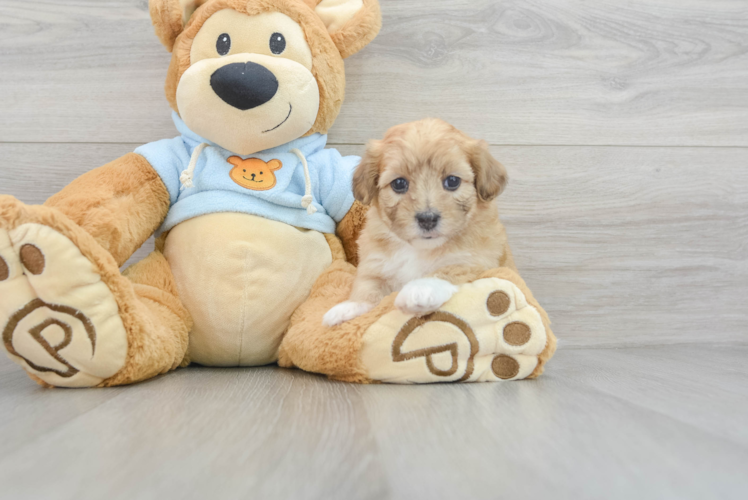 Havapoo Puppy for Adoption