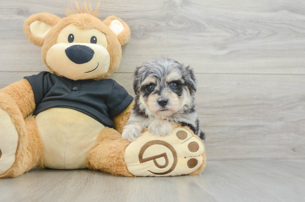 5 week old Havapoo Puppy For Sale - Premier Pups