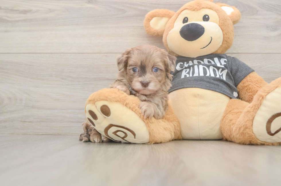 5 week old Havapoo Puppy For Sale - Premier Pups