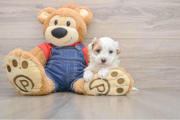 Havapoo Puppy for Adoption