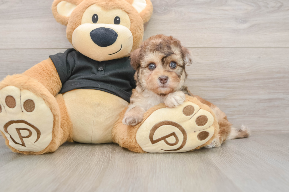 Havapoo Puppy for Adoption