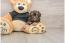Havapoo Puppy for Adoption
