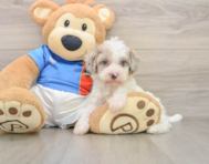 6 week old Havapoo Puppy For Sale - Premier Pups