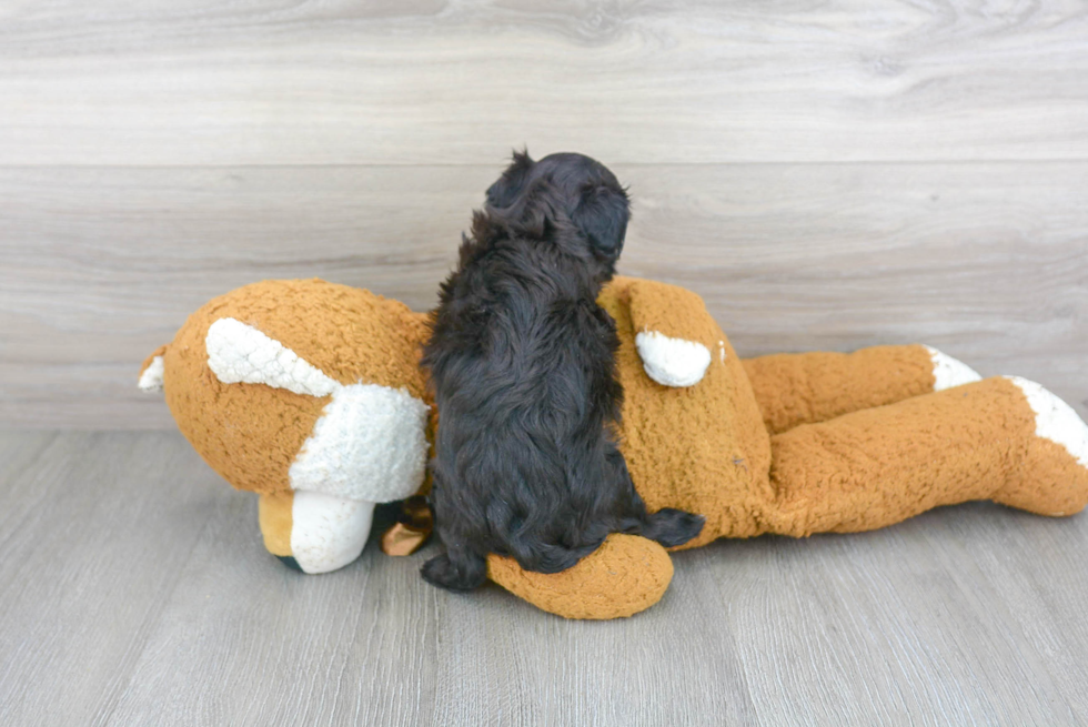 Smart Havapoo Poodle Mix Pup