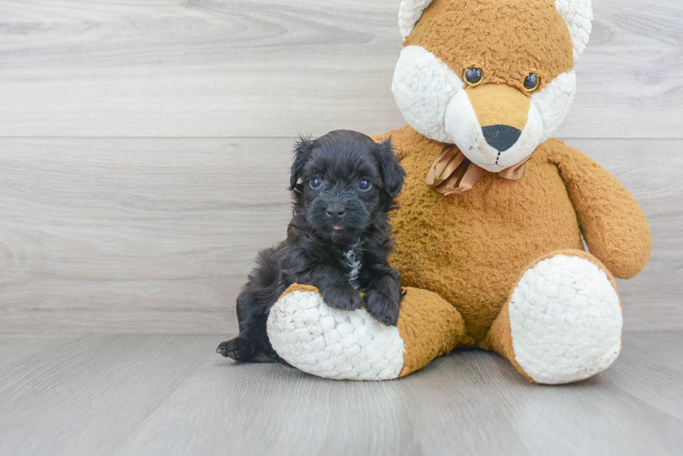 Popular Havapoo Poodle Mix Pup