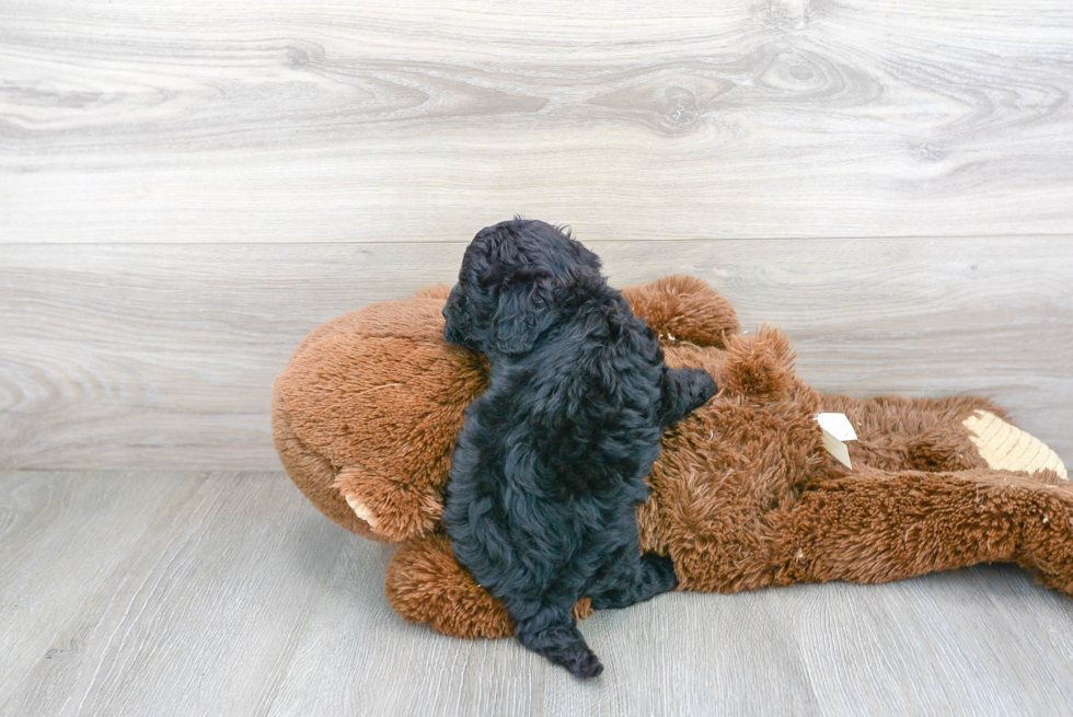 Smart Havapoo Poodle Mix Pup