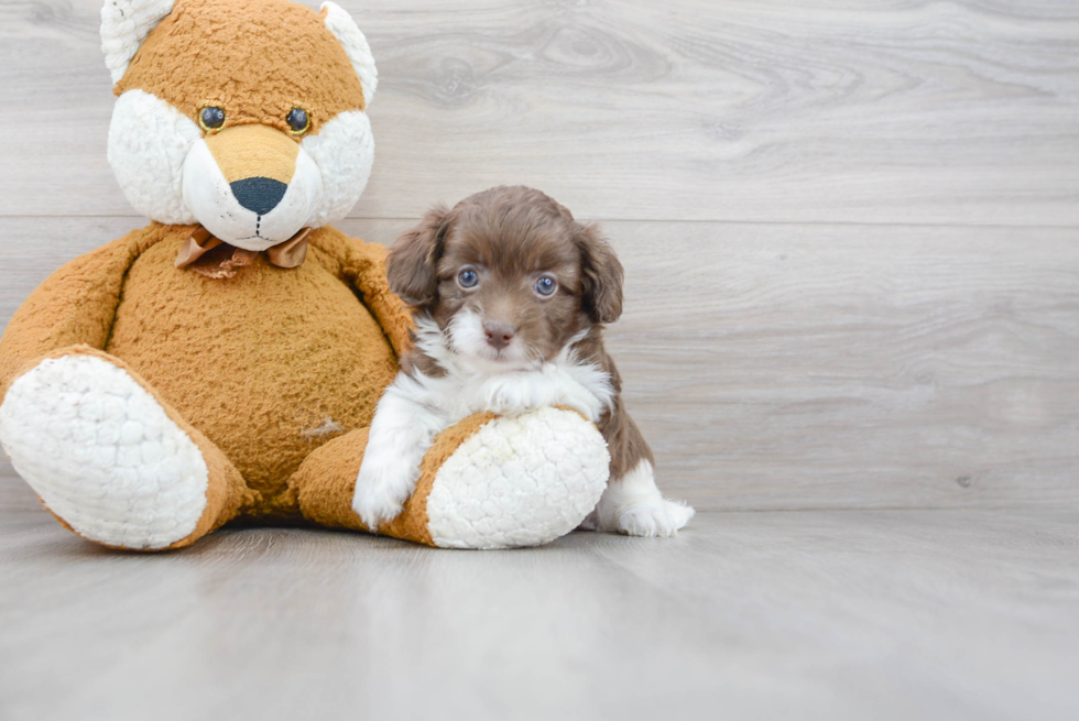 Smart Havapoo Poodle Mix Pup