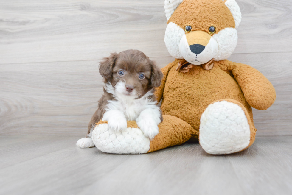 Hypoallergenic Havanese Poodle Mix Puppy