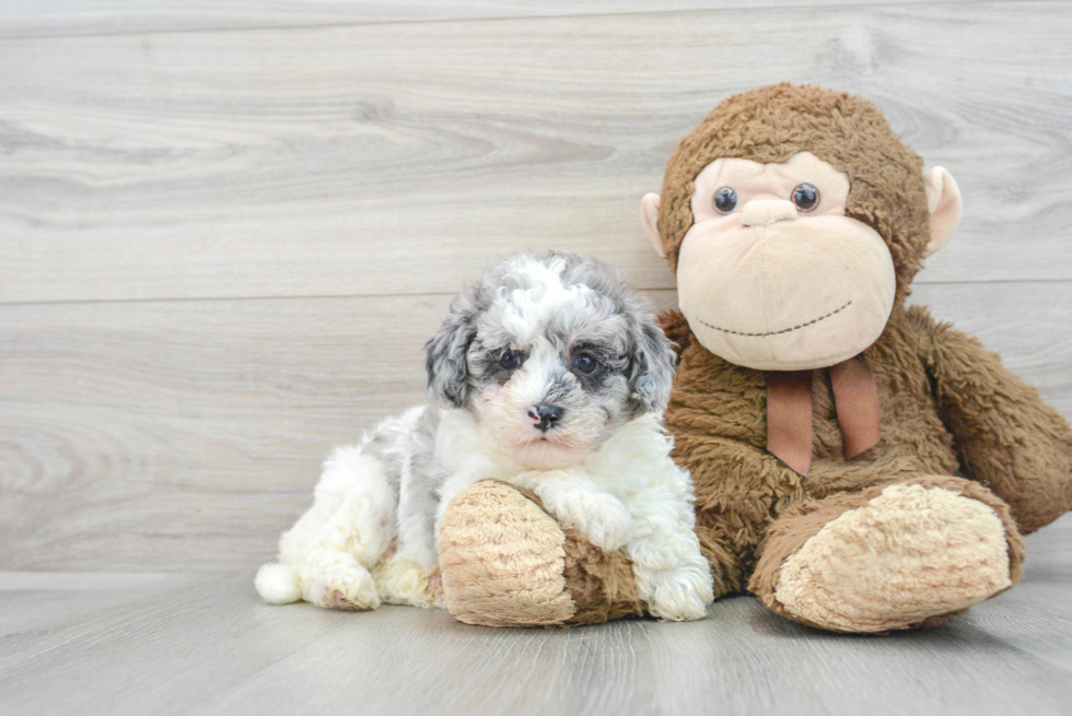 Playful Havadoodle Poodle Mix Puppy