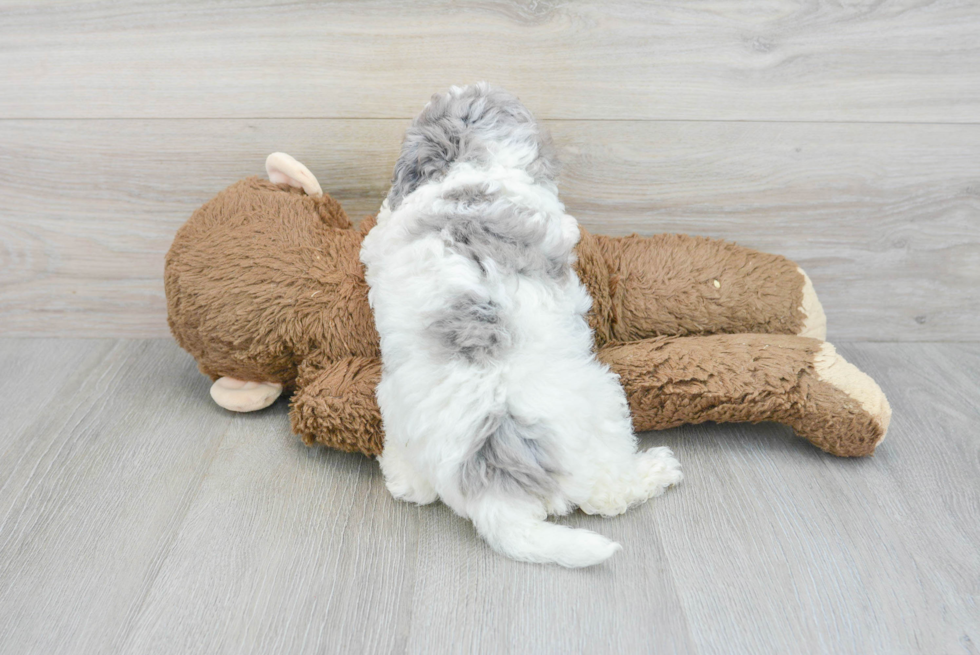 Petite Havapoo Poodle Mix Pup