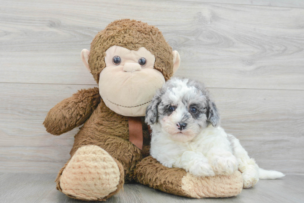 Adorable Havanese Poodle Mix Puppy