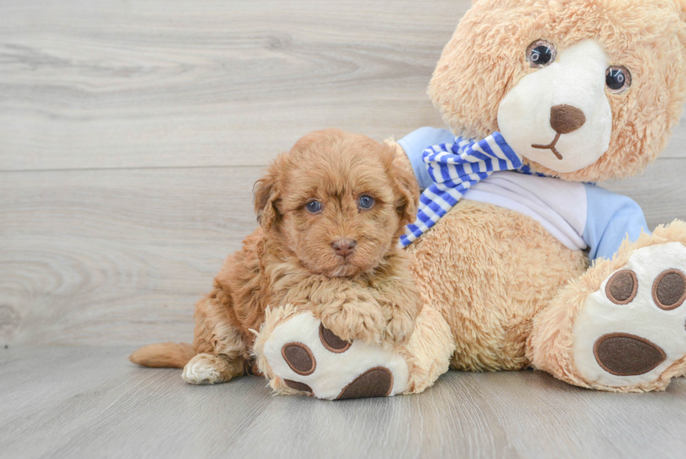 Popular Havapoo Poodle Mix Pup