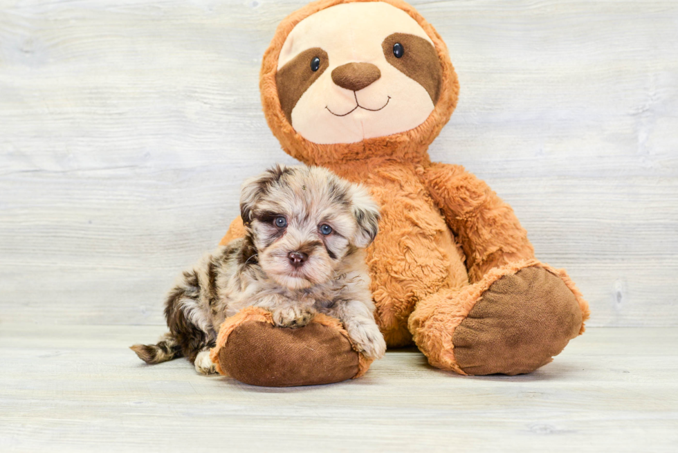 Little Havadoodle Poodle Mix Puppy