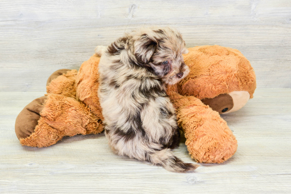 Funny Havapoo Poodle Mix Pup