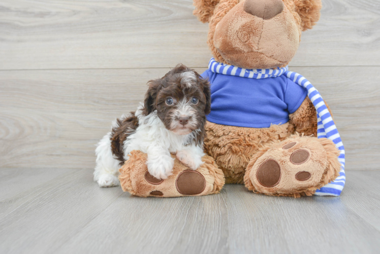 Best Havapoo Baby