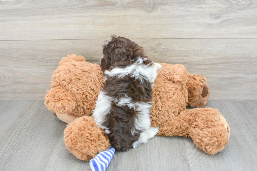 Playful Havadoodle Poodle Mix Puppy