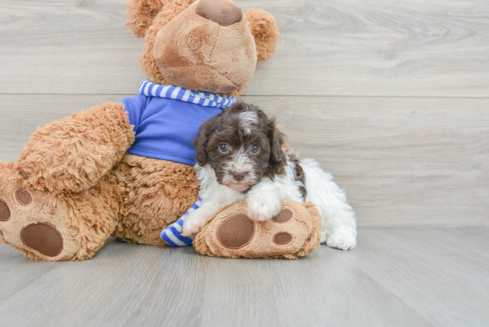 Havapoo Puppy for Adoption