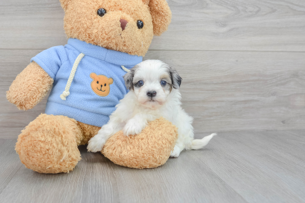 Funny Havapoo Poodle Mix Pup