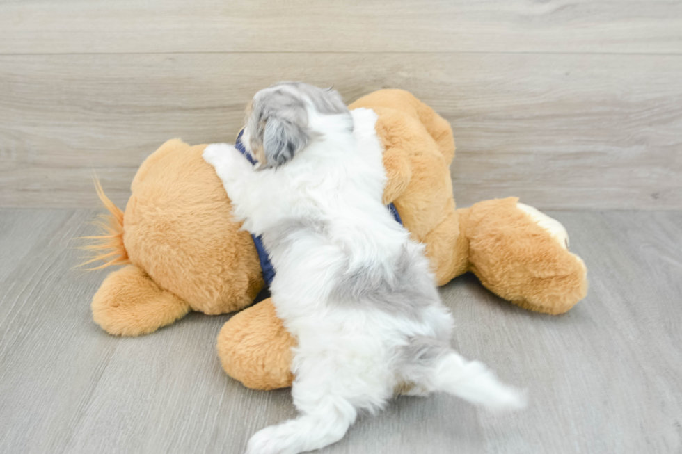 Little Havadoodle Poodle Mix Puppy