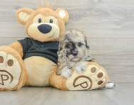 7 week old Havapoo Puppy For Sale - Premier Pups