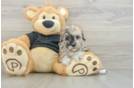 Havapoo Pup Being Cute