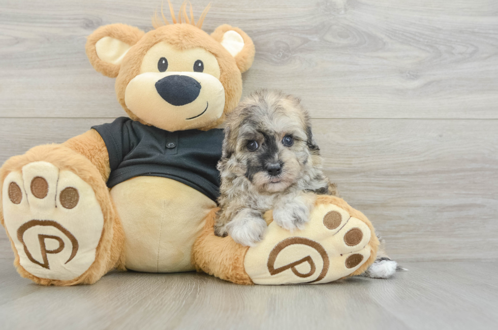5 week old Havapoo Puppy For Sale - Premier Pups