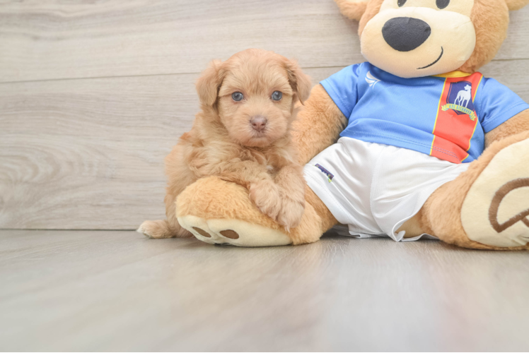 Energetic Havadoodle Poodle Mix Puppy