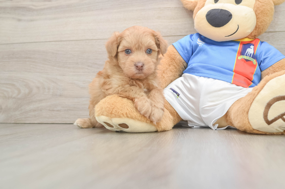 6 week old Havapoo Puppy For Sale - Premier Pups