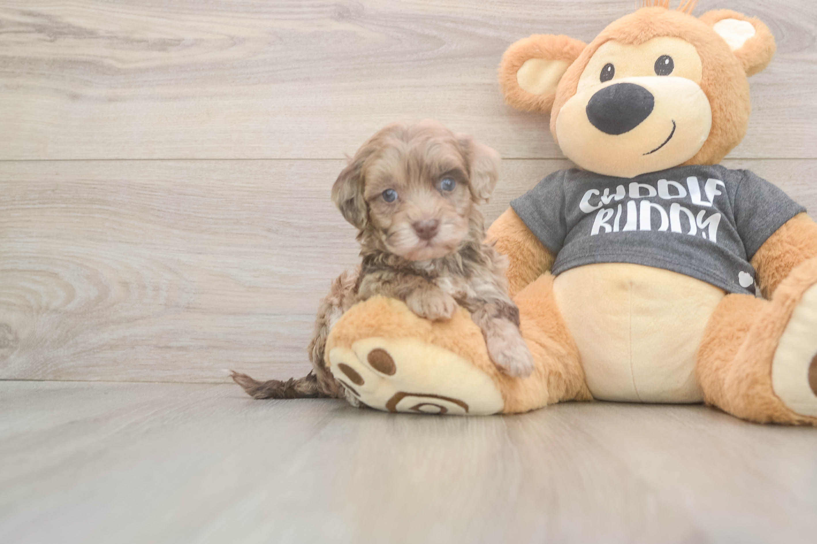 Havapoo Puppy for Adoption