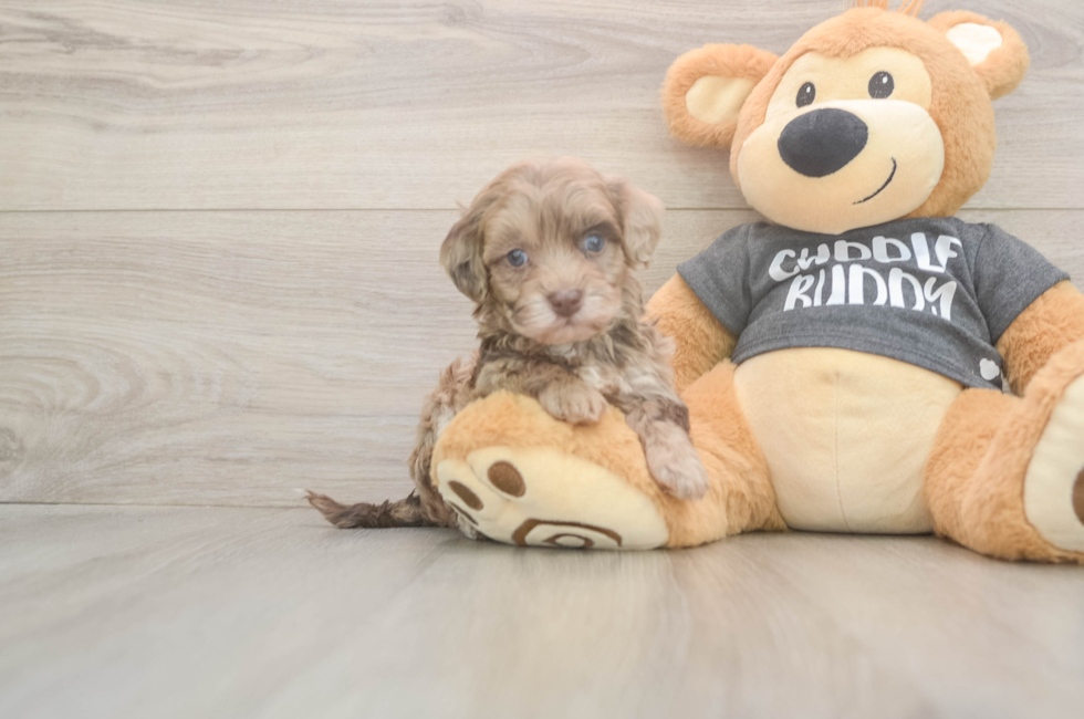 5 week old Havapoo Puppy For Sale - Premier Pups