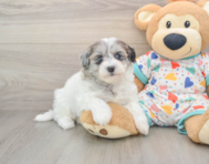 8 week old Havapoo Puppy For Sale - Premier Pups