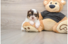 Fluffy Havapoo Poodle Mix Pup