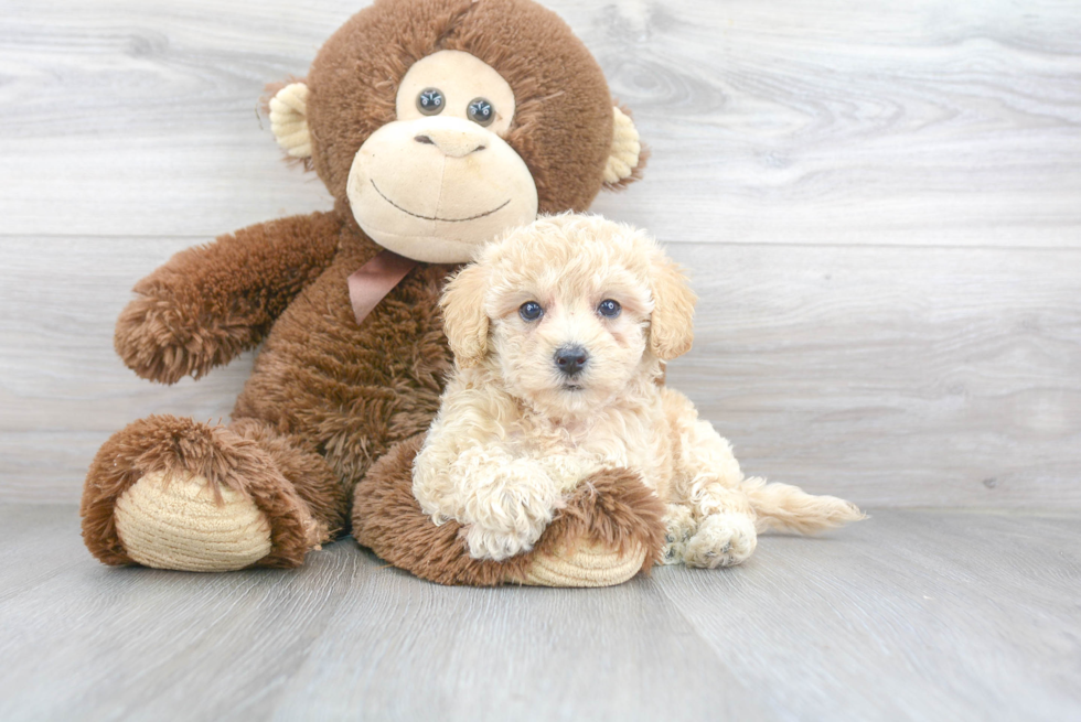 Smart Havapoo Poodle Mix Pup