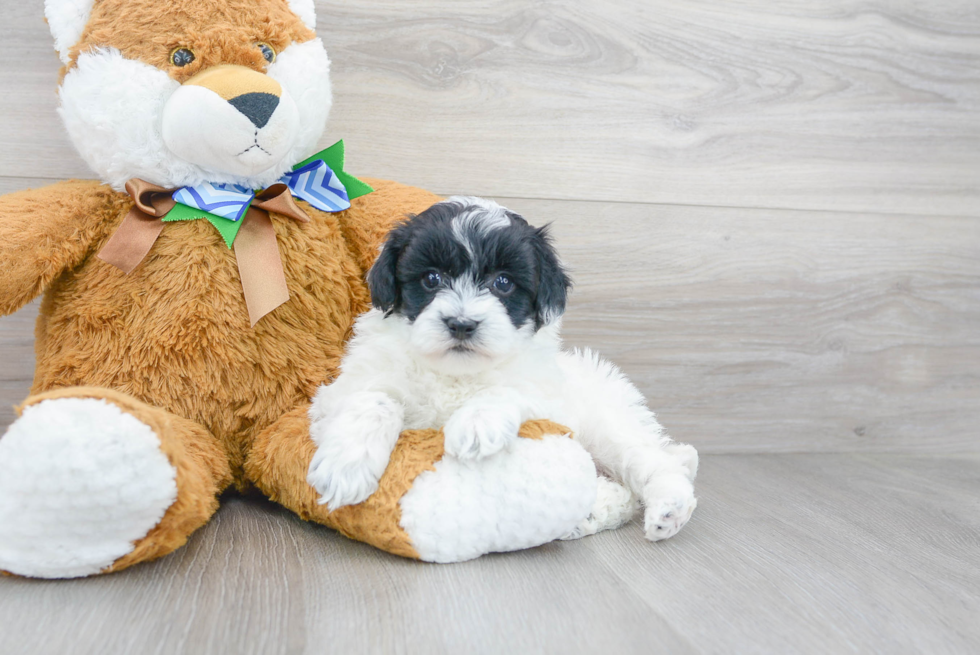 Adorable Havadoodle Poodle Mix Puppy