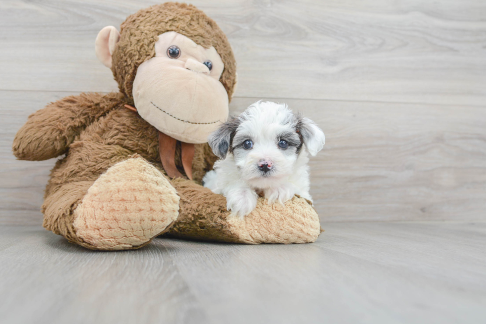 Havapoo Puppy for Adoption