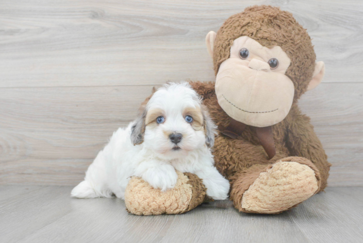 Cute Havapoo Poodle Mix Pup
