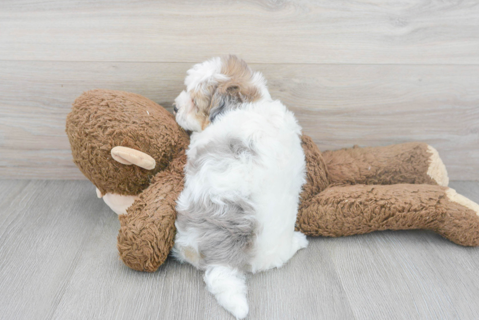 Cute Havapoo Poodle Mix Pup