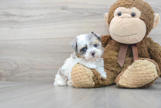 Hypoallergenic Havadoodle Poodle Mix Puppy